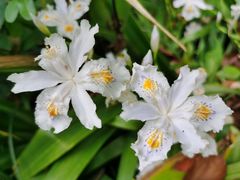-新虹桥中心花园