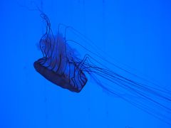 -上海海洋水族馆