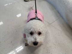 -帕帕拉兹宠物(亚洲旗舰店)