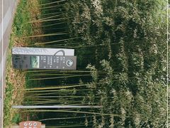 -都江堰中华大熊猫苑