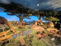 -国家自然博物馆