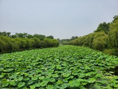 -日照海滨国家森林公园