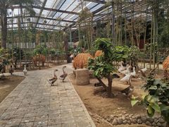 -呀路古热带植物园