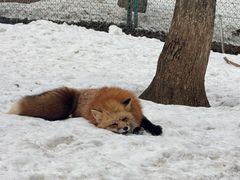 -宫城藏王狐狸村