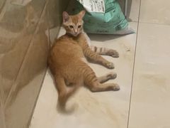 -东莞宠友24H宠物中心医院·转诊夜诊·异宠(新河北路院)