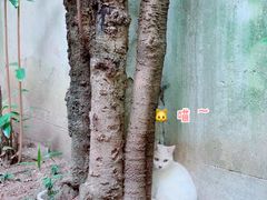 -胶囊画廊