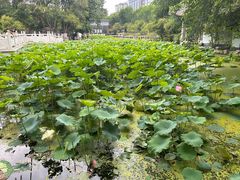 -莲湖公园