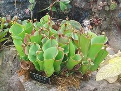 -北京植物园-展览温室