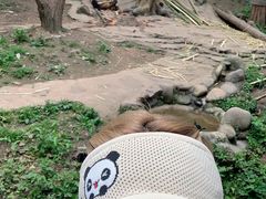 -都江堰中华大熊猫苑