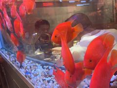 -朱光玉火锅馆(正弘城店)