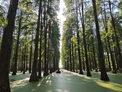 -渌洋湖湿地公园