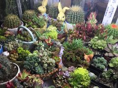 -万商花鸟市场