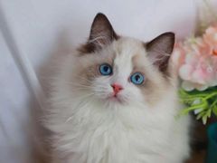 -lincat·猫舍(广州店)