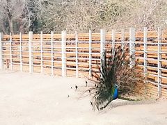 -北京麋鹿生态实验中心