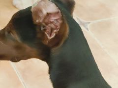 -Let's go狗咖·猫咖·奶狗·桌游(春熙路IFS店)