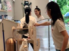 -飞行喵MR PILOT|猫舍·猫咖(静安大融城店)