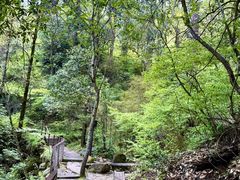 -天目山大树王景区