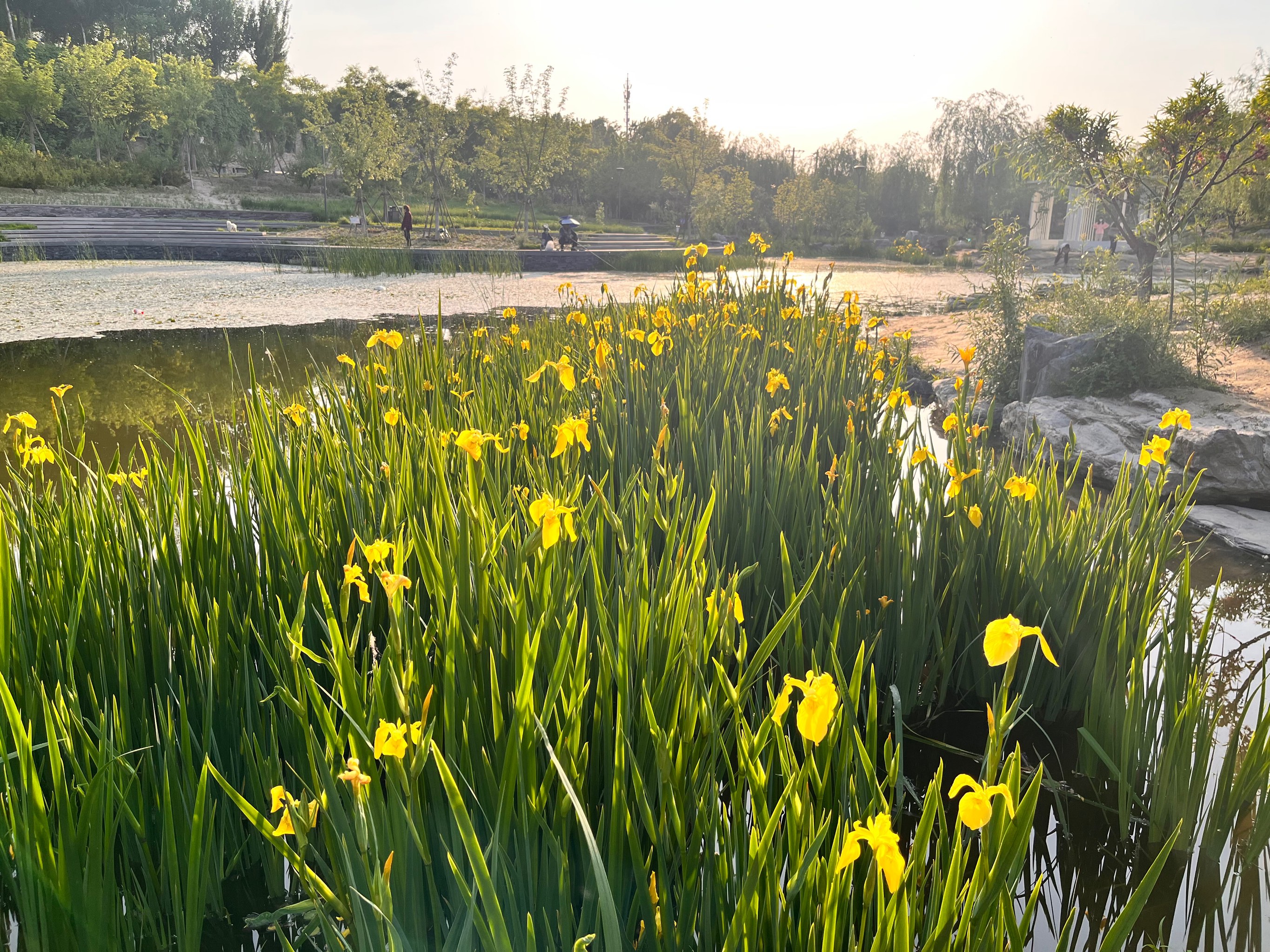 窑洼湖公园的乘车路线图片