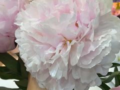 -双季花艺园艺市场(浦东店)