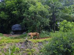 -海南热带野生动植物园