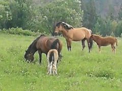 -北极村旅游风景区