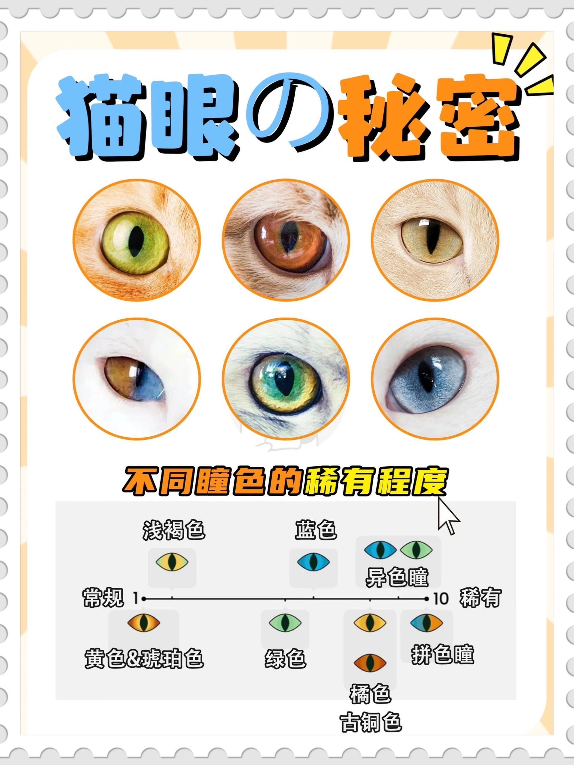 猫咪眼睛的秘密