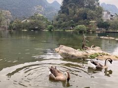 -靖西鹅泉风景区