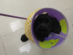 -美联众合动物医院·24h京西诊疗中心