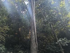 -西双版纳原始森林公园