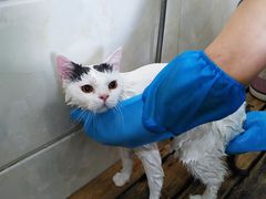 -瑞鹏瑞爱宠物医院·全科·猫科·血液透析中心(龙头寺店)