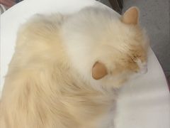 -FAELING PETS美天灵宠物(富力广场店)