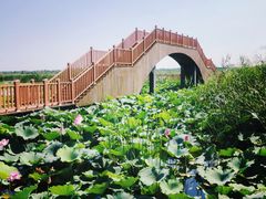 -白洋淀景区