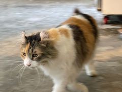 -more than meow吴止猫主题餐厅(承德 中船汇店)