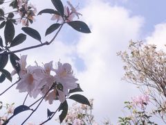 -梧桐山风景名胜区