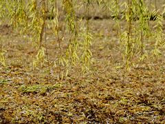 -长白岛森林公园