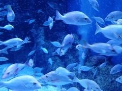 -成都浩海立方海洋公园