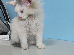 -瑞派福兴宠物医院犬猫全科·骨科·中西医结合(河东店)