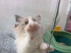 -糯米喵星人总部直营旗舰店·猫舍·幼猫出售