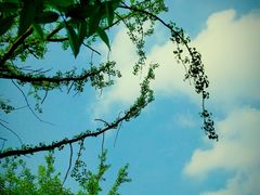 -铁山坪森林公园