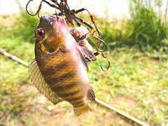 -飞来湖湿地公园