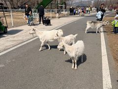 -大连铭湖国际观光牧场