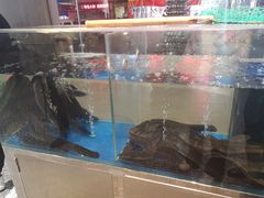 活鳗-本炙炭烤·蒲烧活鳗料理店(金沙洲店)