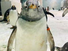 -大连圣亚海洋世界