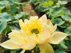 -广州莲花山旅游区