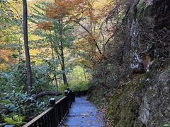 -天女山森林公园