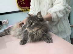 -嘉馨宠物医院·CT影像转诊·心脏科·犬猫全科诊疗中心(下沙大学城院区)
