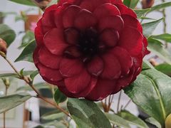 -东南花都花博园