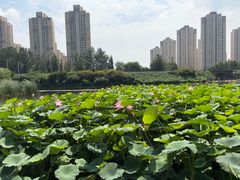 -前关湿地公园