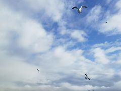 -海驴岛(荣成市)
