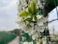 -树山生态村